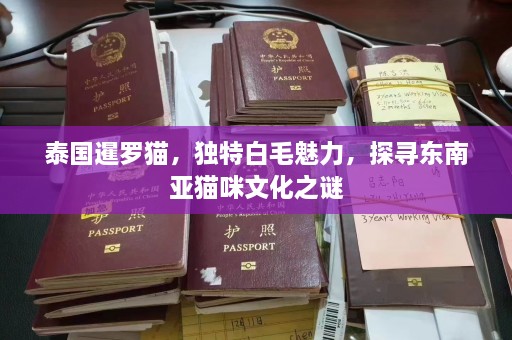 泰国暹罗猫，独特白毛魅力，探寻东南亚猫咪文化之谜